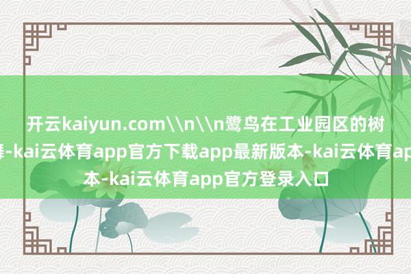 开云kaiyun.com\n\n鹭鸟在工业园区的树林上方翩跹起舞-kai云体育app官方下载app最新版本-kai云体育app官方登录入口